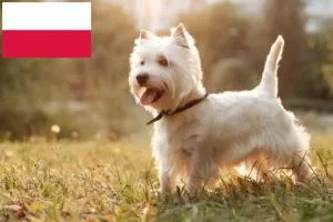 Read more about the article Hodowcy i szczenięta Westie w Polska