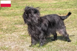 Read more about the article Hodowcy i szczenięta affenpinscher w Polska