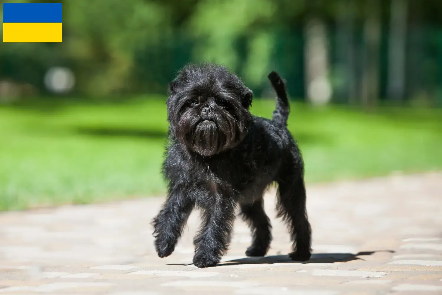 Read more about the article Hodowcy i szczenięta affenpinscher w Ukraina