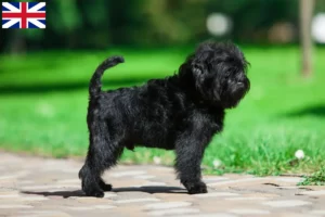 Read more about the article Hodowcy i szczenięta affenpinscher w Wielka Brytania