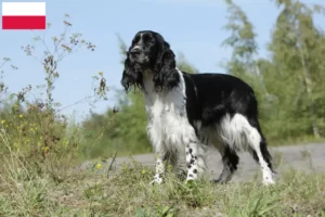 Read more about the article Springer spaniel angielski hodowcy i szczenięta w Polska