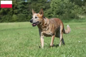 Read more about the article Australian Cattle Dog hodowcy i szczenięta w Polska