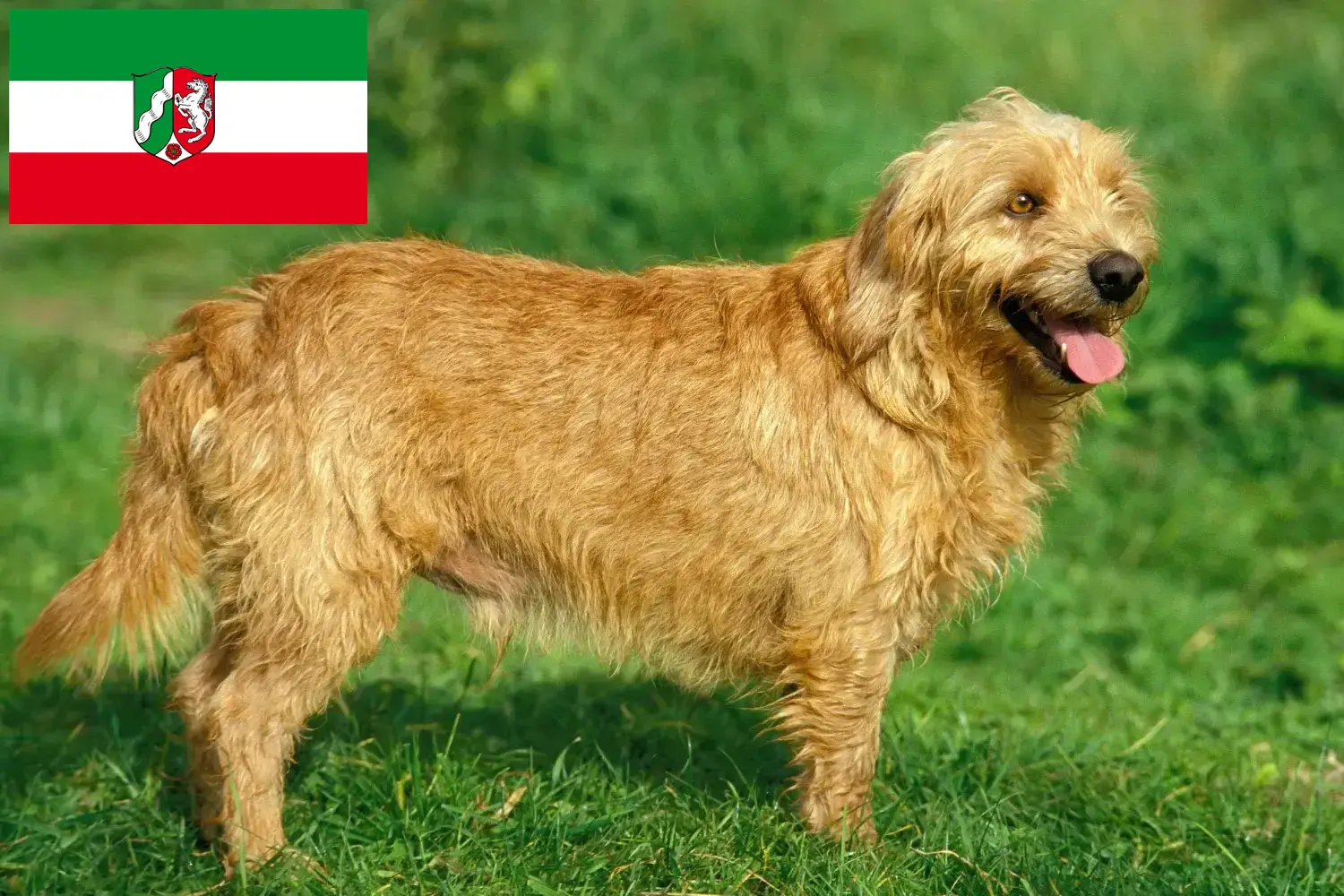 Read more about the article Basset fauve de Bretagne hodowcy i szczenięta w Nadrenia Północna-Westfalia