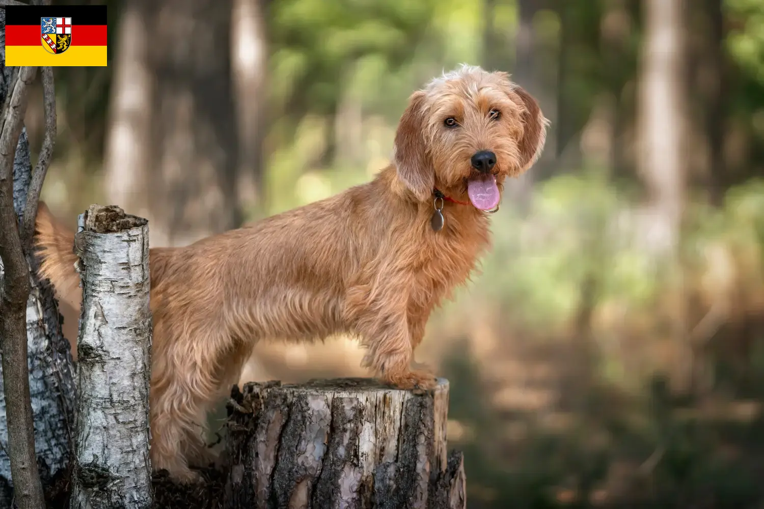 Read more about the article Basset fauve de Bretagne hodowcy i szczenięta w Kraj Saary