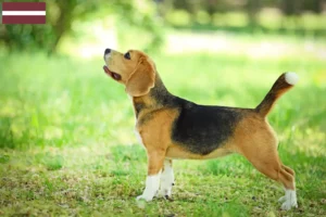 Read more about the article Hodowcy i szczenięta rasy Beagle w Łotwa