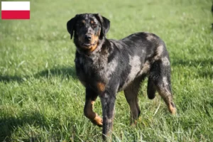 Read more about the article Beauceron hodowcy i szczenięta w Polska