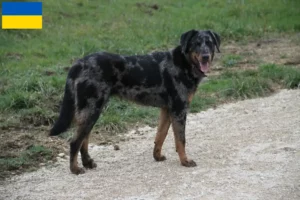 Read more about the article Beauceron hodowcy i szczenięta w Ukraina