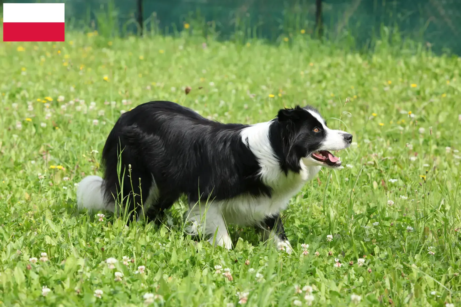 Read more about the article Border collie hodowcy i szczenięta w Polska