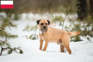 Read more about the article Border terrier hodowcy i szczenięta w Polska