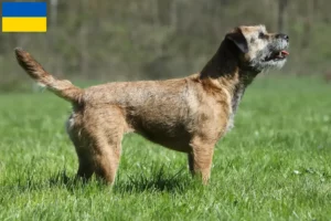 Read more about the article Border terrier – hodowcy i szczenięta w Ukraina