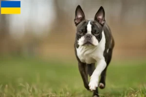 Read more about the article Hodowcy i szczenięta Boston terrier w Ukraina