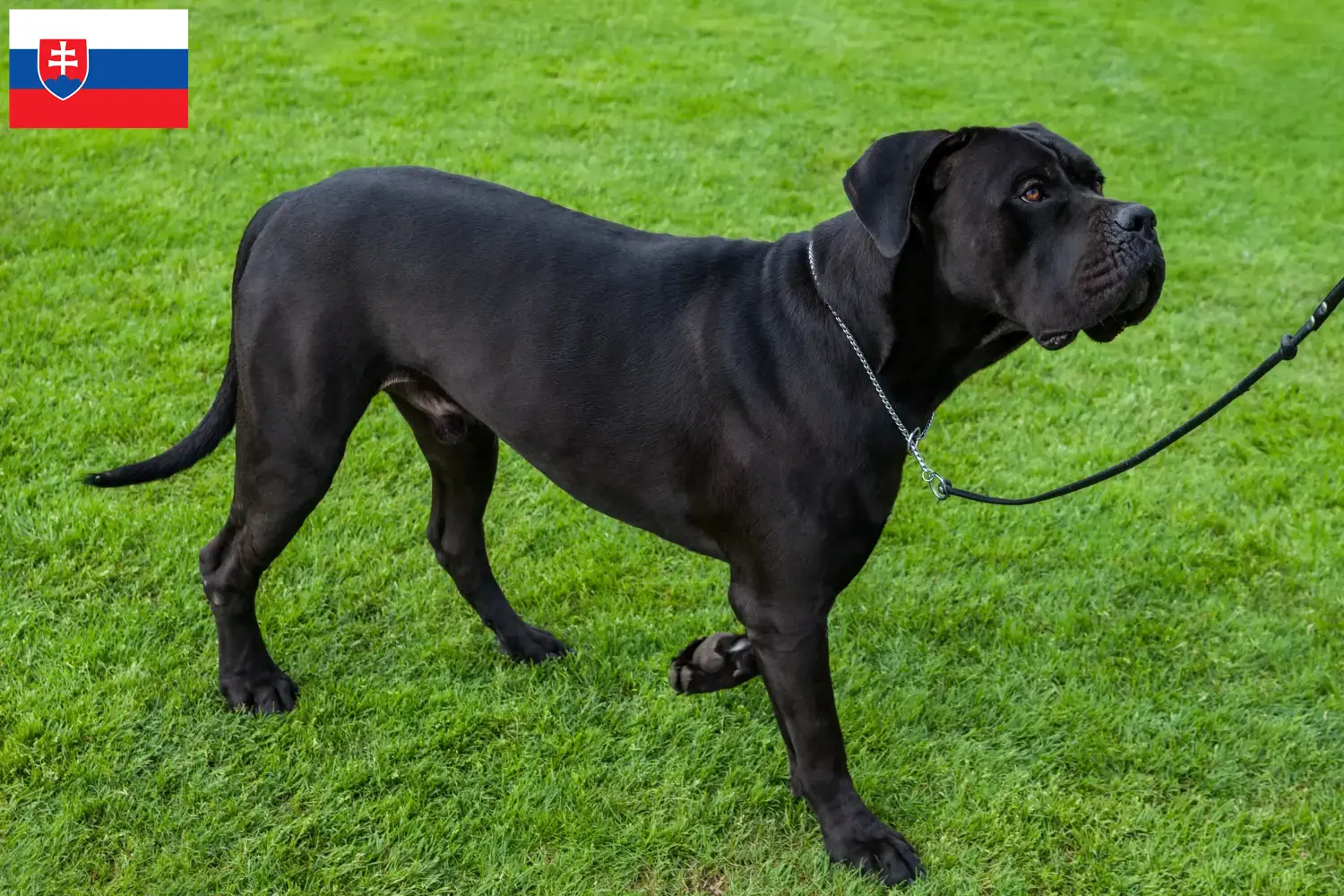 Read more about the article Cane corso włoski hodowcy i szczenięta w Słowacja