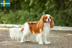 Read more about the article Hodowcy i szczenięta Cavalier King Charles Spaniel w Szwecja