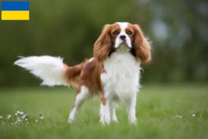 Read more about the article Hodowcy i szczenięta Cavalier King Charles Spaniel w Ukraina