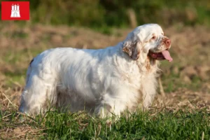 Read more about the article Hodowcy i szczenięta Clumber spaniel w Hamburg