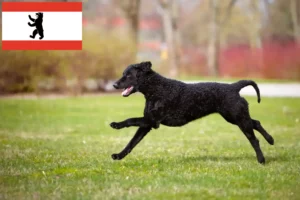 Read more about the article Hodowcy i szczenięta Curly Coated Retriever w Berlin