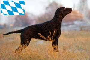 Read more about the article Hodowcy i szczenięta Retriever kędzierzawy w Bawaria