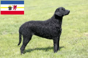 Read more about the article Hodowcy i szczenięta Curly Coated Retriever w Meklemburgia-Pomorze Przednie