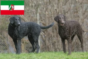 Read more about the article Hodowcy i szczenięta Curly Coated Retriever w Nadrenia Północna-Westfalia