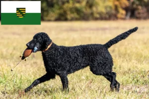 Read more about the article Hodowcy i szczenięta Curly Coated Retriever w Saksonia