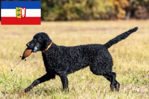 Read more about the article Hodowcy i szczenięta Curly Coated Retriever w Szlezwik-Holsztyn