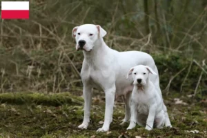 Read more about the article Hodowcy i szczenięta Dogo Argentino w Polska