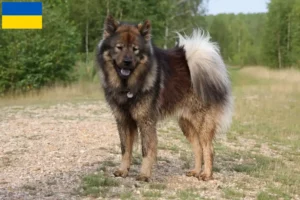 Read more about the article Hodowcy i szczenięta Eurasier w Ukraina