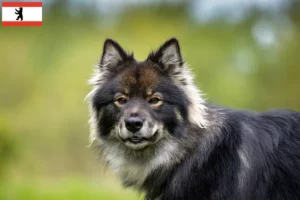 Read more about the article Hodowca lapphund fiński i szczenięta w Berlin