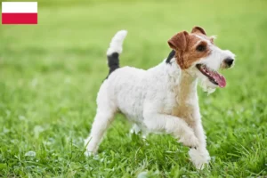 Read more about the article Hodowcy i szczenięta fox terrier w Polska