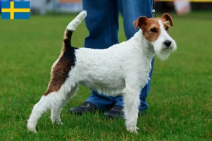 Read more about the article Hodowcy i szczenięta fox terrier w Szwecja