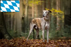 Read more about the article Galgo Espanol hodowcy i szczenięta w Bawaria