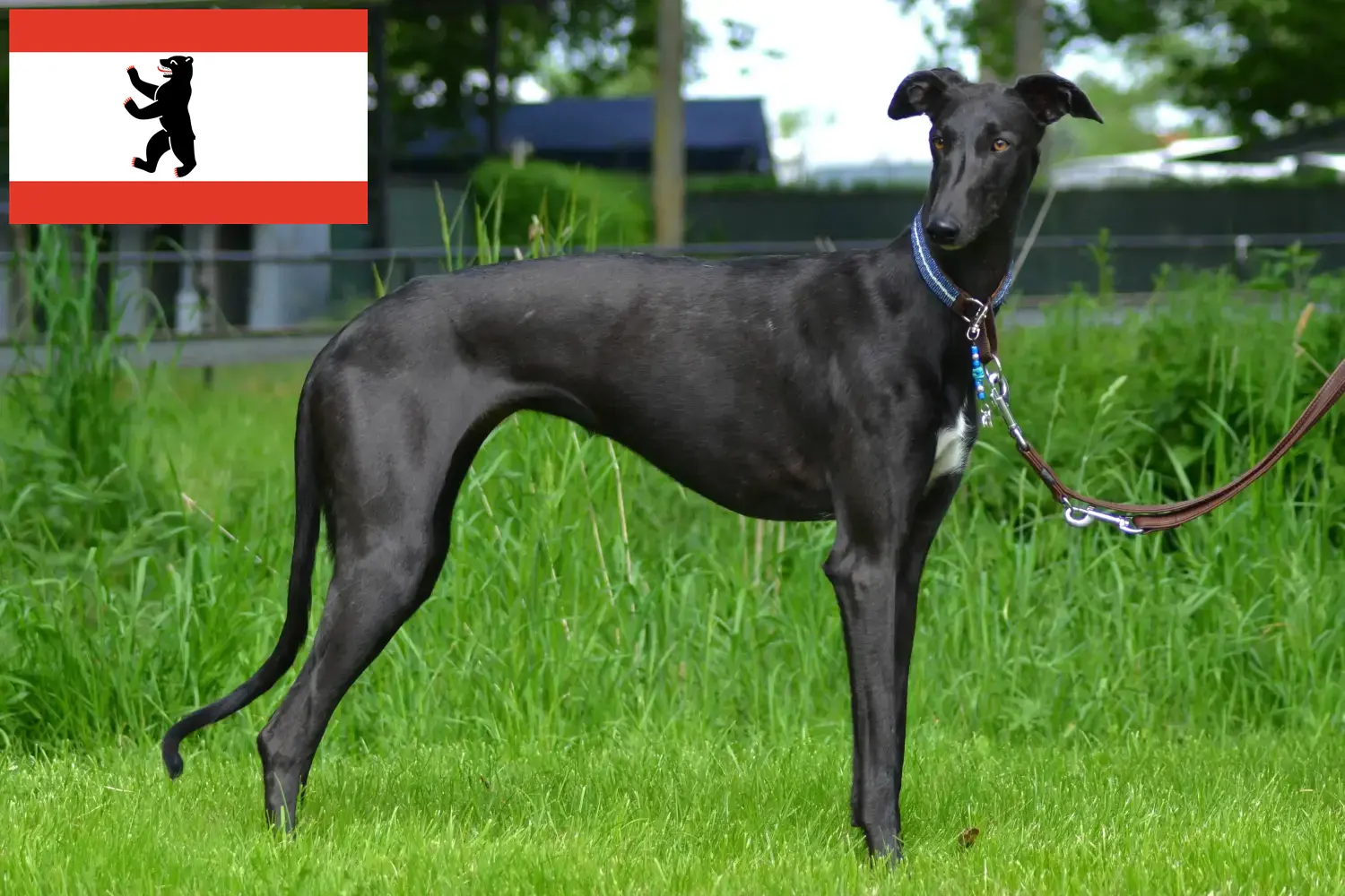 Read more about the article Galgo Espanol hodowcy i szczenięta w Berlin