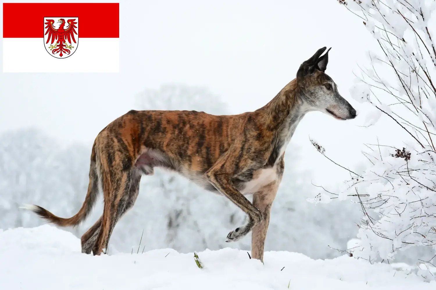 Read more about the article Galgo Espanol hodowcy i szczenięta w Brandenburgia