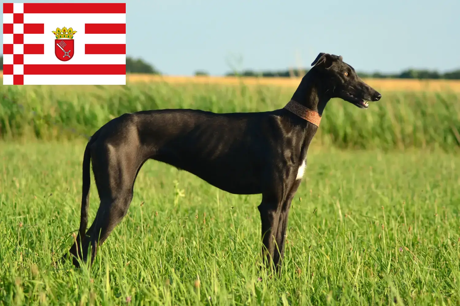 Read more about the article Galgo Espanol hodowcy i szczenięta w Brema