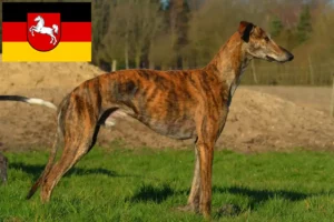 Read more about the article Galgo Espanol hodowcy i szczenięta w Dolna Saksonia