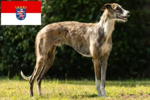 Read more about the article Galgo Espanol hodowcy i szczenięta w Hesja