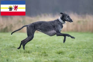 Read more about the article Galgo Espanol hodowcy i szczenięta w Meklemburgia-Pomorze Przednie