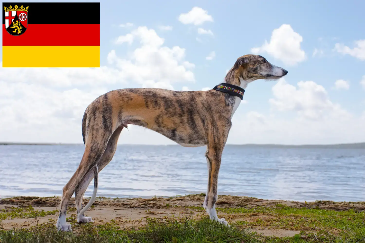 Read more about the article Galgo Espanol hodowcy i szczenięta w Nadrenia-Palatynat