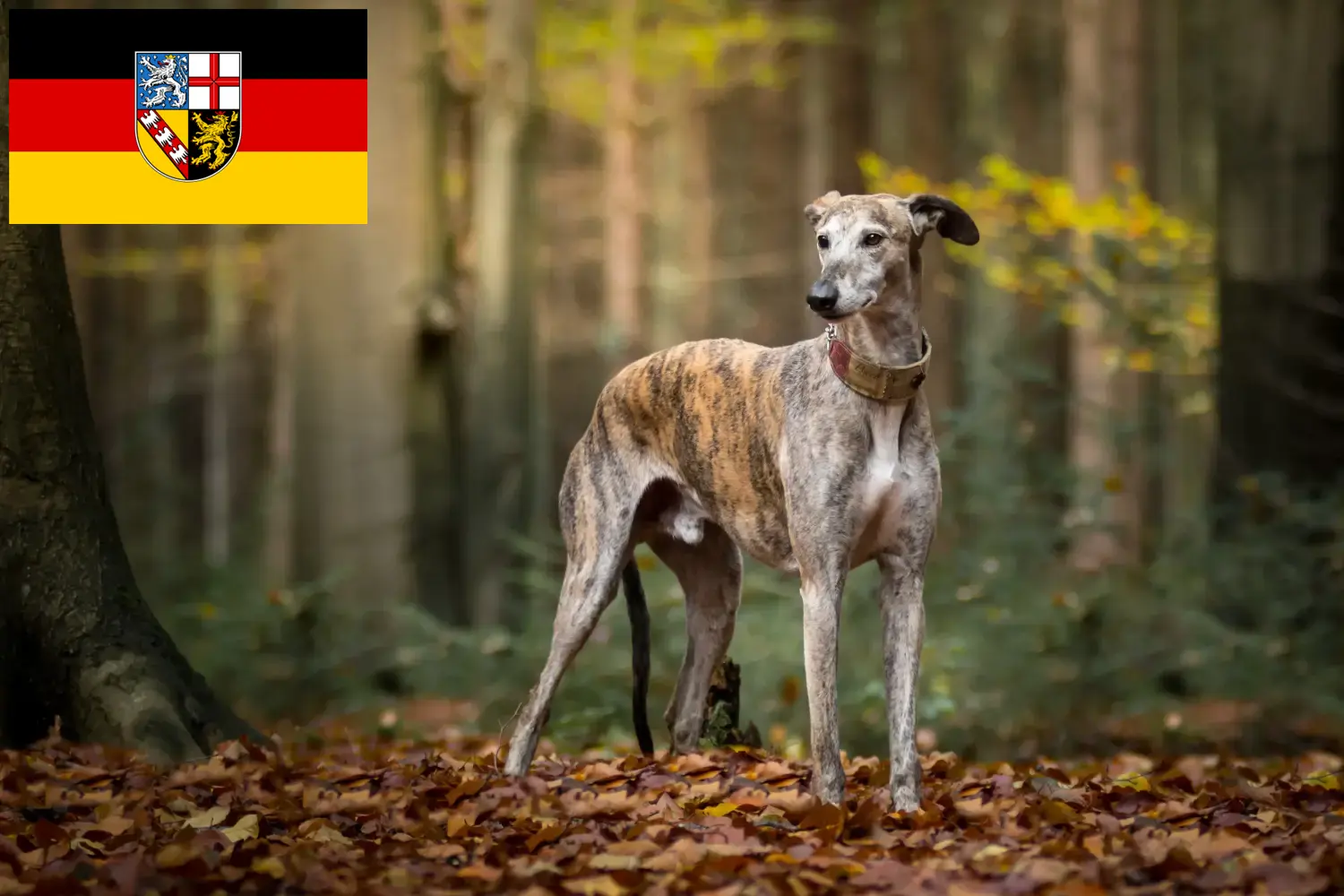 Read more about the article Galgo Espanol hodowcy i szczenięta w Kraj Saary