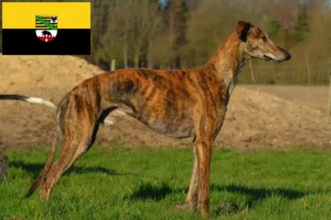 Read more about the article Galgo Espanol hodowcy i szczenięta w Saksonia-Anhalt