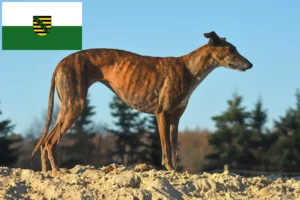 Read more about the article Galgo Espanol hodowcy i szczenięta w Saksonia