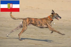 Read more about the article Galgo Espanol hodowcy i szczenięta w Szlezwik-Holsztyn