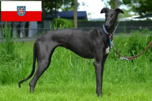 Read more about the article Galgo Espanol hodowcy i szczenięta w Turyngia