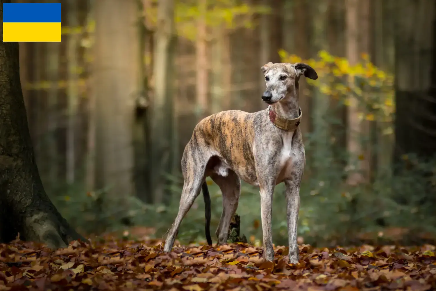 Read more about the article Galgo Espanol hodowcy i szczenięta w Ukraina