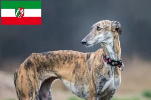 Read more about the article Galgo Espanol hodowcy i szczenięta w Nadrenia Północna-Westfalia