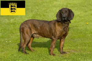 Read more about the article Hannoverscher Schweißhund hodowcy i szczenięta w Badenia-Wirtembergia