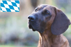 Read more about the article Hannoverscher Schweißhund hodowcy i szczenięta w Bawaria