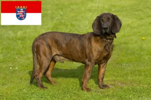 Read more about the article Hannoverscher Schweißhund hodowcy i szczenięta w Hesja