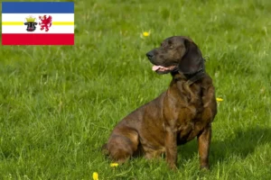 Read more about the article Hannoverscher Schweißhund hodowcy i szczenięta w Meklemburgia-Pomorze Przednie