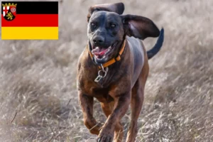 Read more about the article Hannoverscher Schweißhund hodowcy i szczenięta w Nadrenia-Palatynat